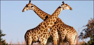 La girafe possède plus de 50 vertèbres cervicales (l'humain en a 7).