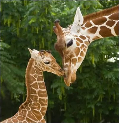 Le bébé girafe commence sa vie en tombant de haut.