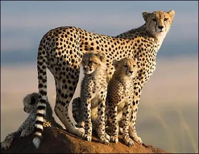 Deux jeunes guépards sur trois meurent avant d'atteindre l'âge adulte.