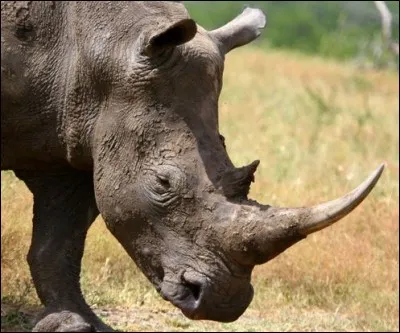 La corne du rhinocéros est faite de kératine, comme les ongles des humains.