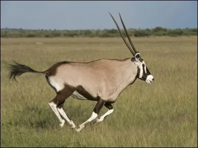 L'oryx se nourrit de petits rongeurs qu'il embroche avec ses cornes.