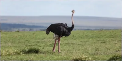 L'autruche est le «dromadaire» des oiseaux.