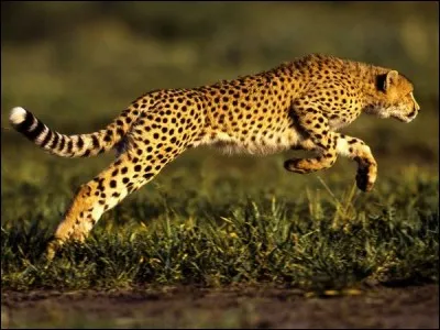 Le guépard peut courir à 100 km/h (62 mi/h) pour capturer ses proies.