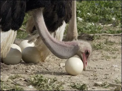 Un uf d'autruche peut représenter l'équivalent de 30 ufs de poules.