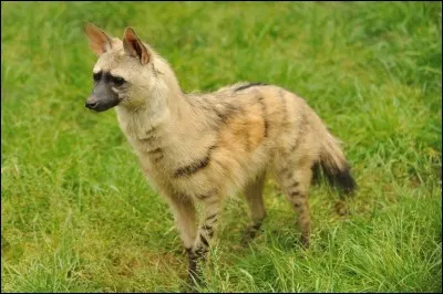 Le protèle est aussi féroce que la hyène.