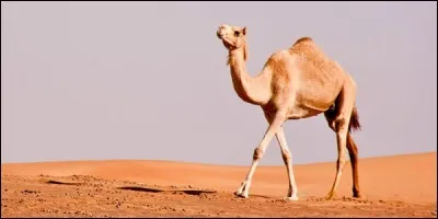 Sans sa bosse, le dromadaire mourrait de chaleur.