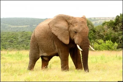 Il n'existe pas d'éléphants gauchers.