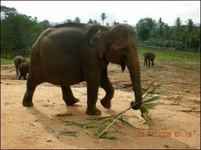 La durée de la grossesse chez les éléphants est de 12 mois.