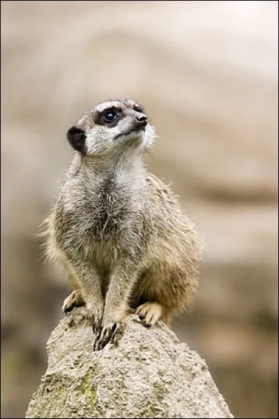 Le suricate se nourrit principalement de figues et de petits fruits.