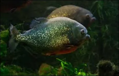 Les piranhas tuent parfois des girafes dans le lac Victoria, au Kenya.