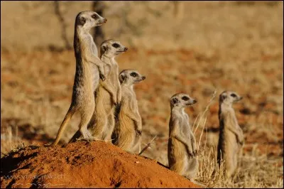 Les félins et les hyènes sont les principaux prédateurs des suricates.