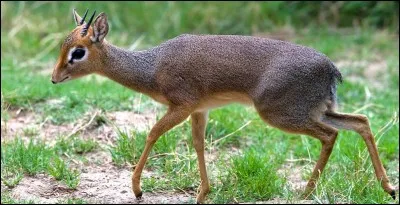 Le dik-dik adulte mesure entre 30 et 40 cm (12 et 15 po) à l'épaule.