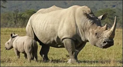 Le rhinocéros est un père très protecteur.