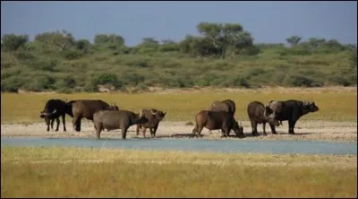 Le buffle d'Afrique peut vivre un mois sans boire.
