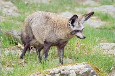 L'otocyon entend les insectes sous le sable.