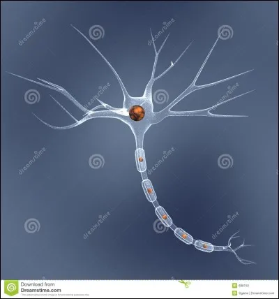 Quelles sont les 3 parties d'un neurone ?a) Corpsb) Fondsc) Terminaisons axonales d) Pattese) Axone