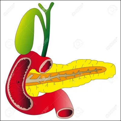 Quel est le nom du canal qui traverse le pancr&eacute;as ?