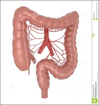 Donnez l'ordre des parties du c&ocirc;lon : a) C ascendantb) C descendantc) C sigmo&iuml;de d) C transverse