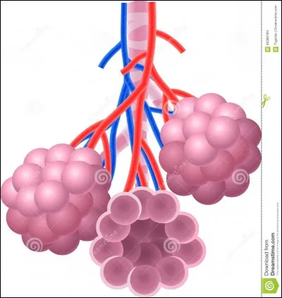 Que repr&eacute;sentent les capillaires bleus et rouges ?a) Bleus : veinules pulmonairesb) Bleus : art&eacute;rioles pulmonaires c) Rouges : veinules pulmonairesd) Rouges : art&eacute;rioles pulmonaires