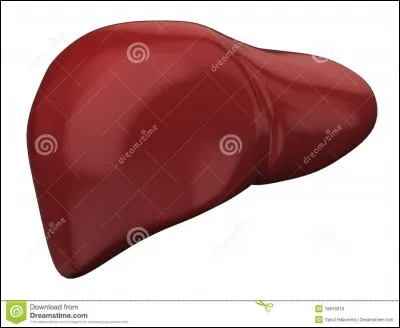 Combien de lobes a le foie ?