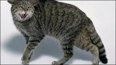 Comment le chat montre t'il qu'il est effrayé ?