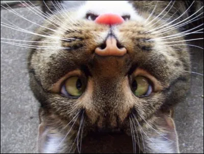 L'expression : " Donner sa langue au ... "