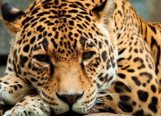 Quiz Les jaguars