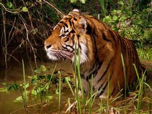 Quiz Animaux