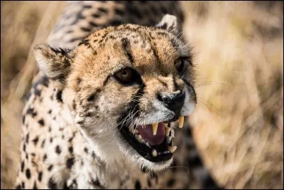 Le rugissement du guépard s'entend à 3 km (1,8 mi) à la ronde.
