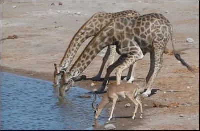 Boire de l'eau est dangereux pour la girafe.
