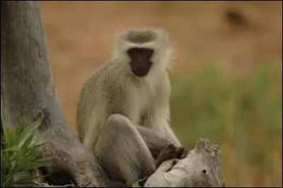 Le vervet lance des cris d'alarme distincts selon le prédateur qui le menace.
