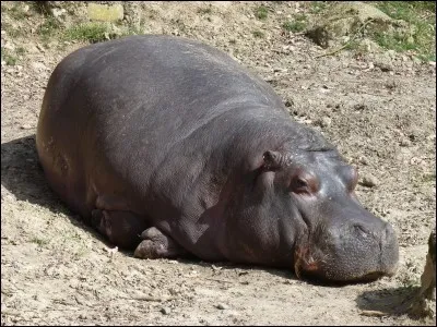 L'hippopotame sécrète sa lotion solaire.
