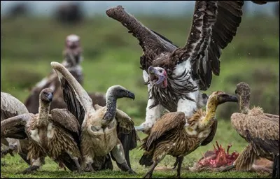 Le vautour oricou est un habile chasseur.