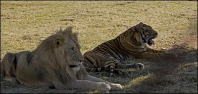Il y a environ 2000 tigres en liberté en Afrique.