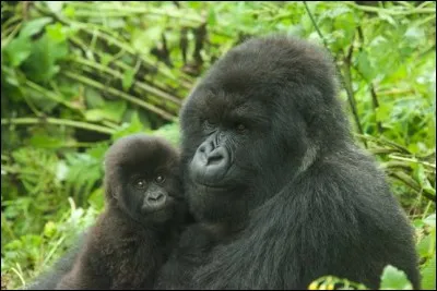 Le nouveau-né gorille est plus gros que le nouveau-né humain.