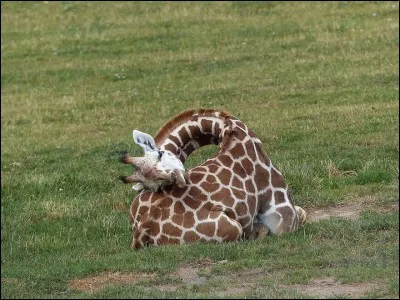 Les girafes dorment beaucoup.