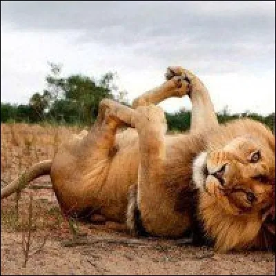 Les lions mâles sont incapables de bondir.