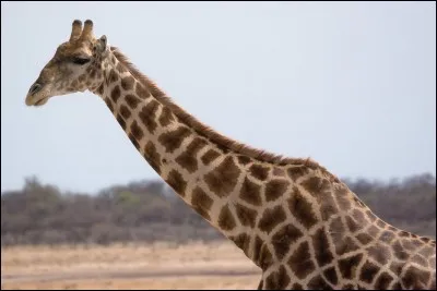 Le cou de la girafe pèse plus de 270 kg (600 lb).