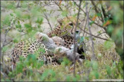 La femelle guépard défend sa tanière avec acharnement.