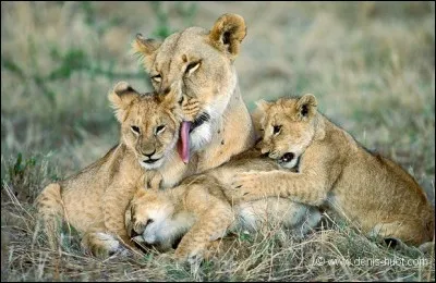 La poussée des dents est dangereuse pour les lionceaux.