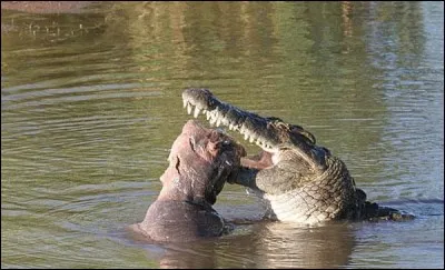 Le crocodile du Nil mange deux repas par jour.