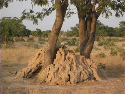 Certains nids de termites atteignent 5 m (16,5 pi) de hauteur.