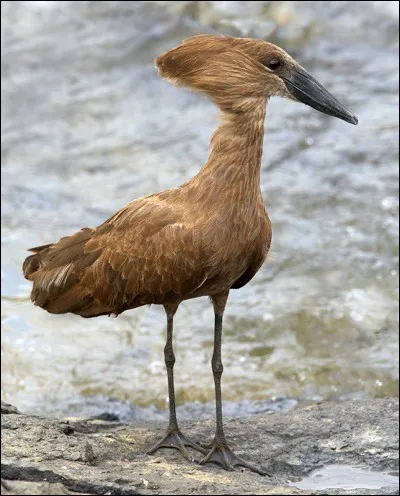 L'ombrette mange les ufs des serpents.