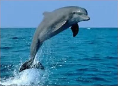 Quelle est la taille du grand dauphin ?