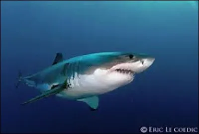 Quelle profondeur peut atteindre le grand requin blanc ?