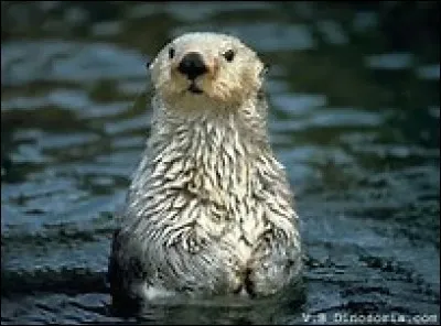 Quelle est la taille de la loutre de mer ?