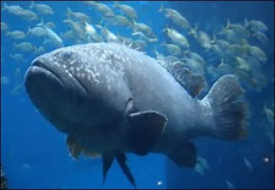 Quel est le poids du mérou géant ?