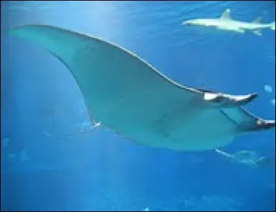 Quelle est la longévité du mobula ?