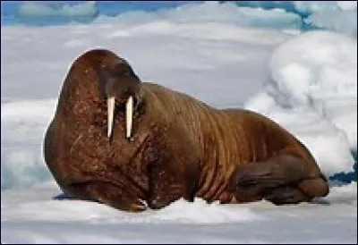 Quel est cet animal ?