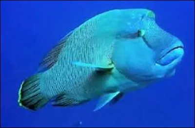 Quelle est la taille du napoléon ?